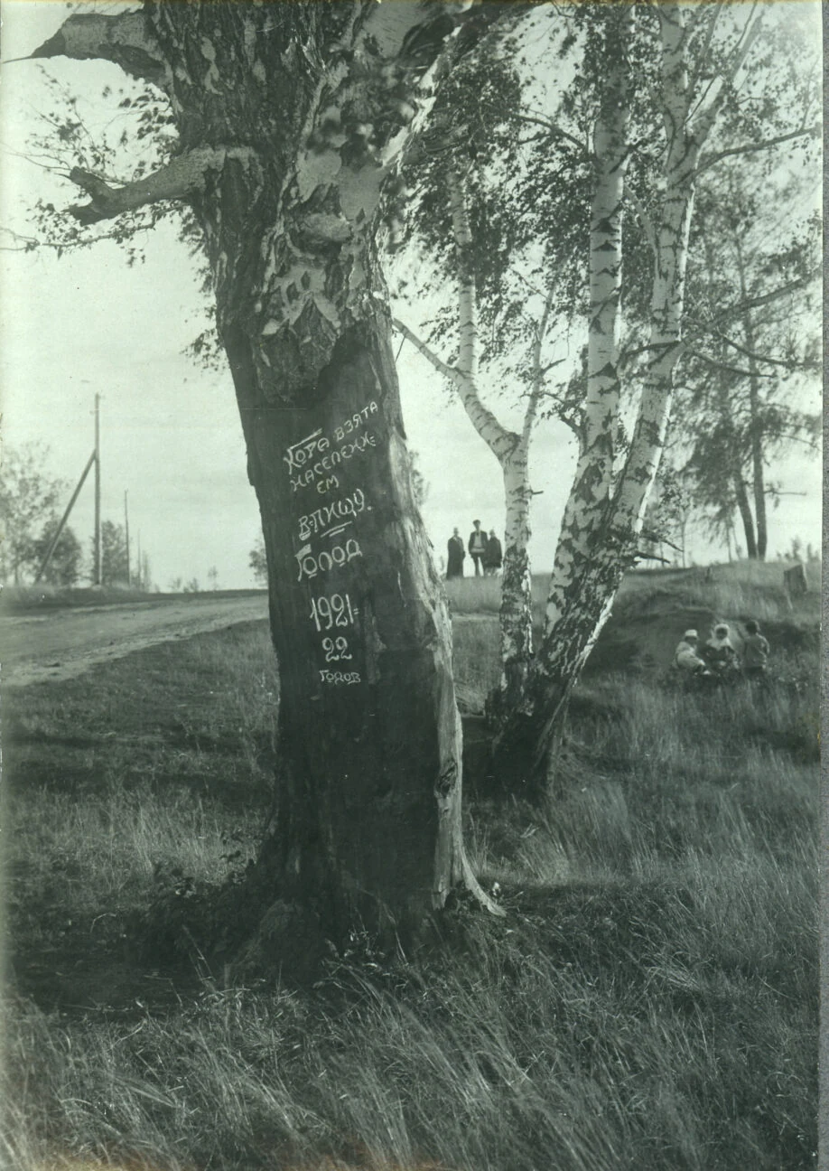 A tree stripped of bark. The album caption states that local people used it as food. Chelyabinsk province, 1921-1922.